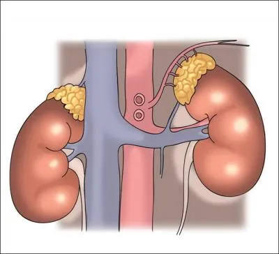 Physiologie - L'aldostrone est une hormone permettant :