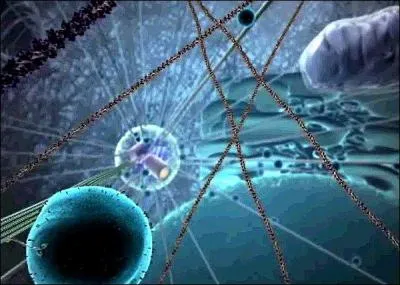 Biologie cellulaire - Laquelle de ces protines permet de transporter des vacuoles le long des microtubules vers l'extrieur de la cellule ?