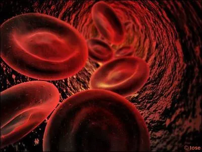 Immunologie - Laquelle de ces maladies n'est pas transmissible par le sang ?