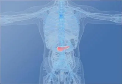 Physiologie - L'insuline est produite dans les cellules Bta de Langerhans aprs :