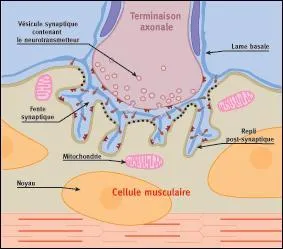 Quelle enzyme permet d'arrter une contraction musculaire squelettique ?