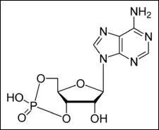 Biologie cellulaire - Qu'est-ce que l'AMP cyclique ?