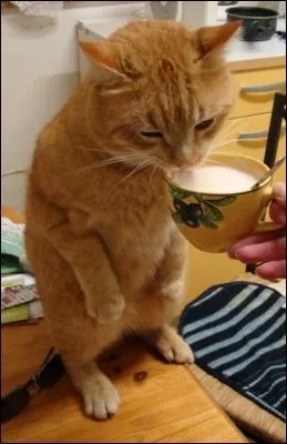 J'ai soif ! Le caf dcafin ne contient pas de cafine :