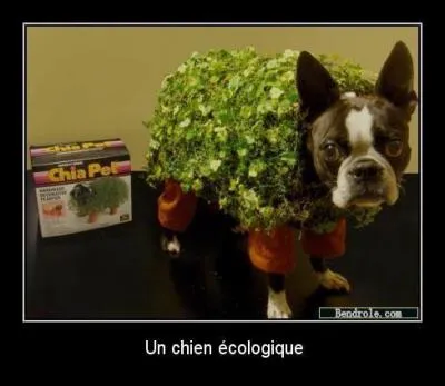Du point de vue de la botanique, les mauvaises herbes n'existent pas :