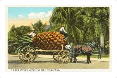 L'ananas est un fruit :