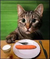  Chat  ne va pas de ne donner que a ? tre vgtarien entrane des carences :