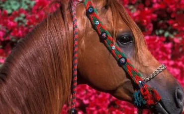 Quiz Galop 1