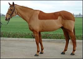 Quiz Equitation