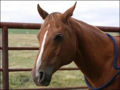 Comment s'appelle ce cheval et qui est sa cavalire ?