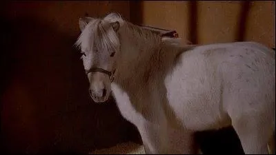Qui est ce petit poney ?
