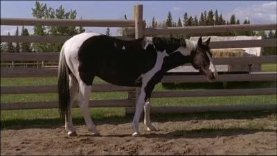 Qui est ce  sauteur de barrires  ? Et qui est son propritaire ?