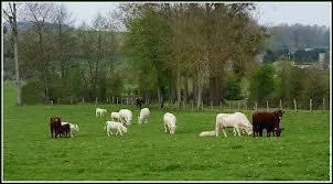 O se droule l'action de  Madame Bovary  crit par Flaubert ?