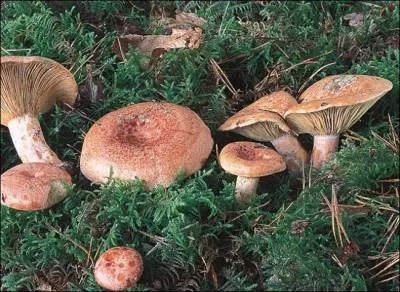 Quel est le nom de de champignon ?