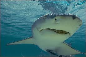 On rencontre souvent des requins-citrons en Mditerrane.