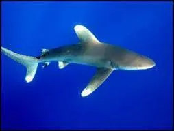 Sous quel nom est aussi connu le requin longimane ?