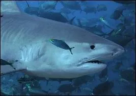 Le requin-tigre est-il inoffensif ?