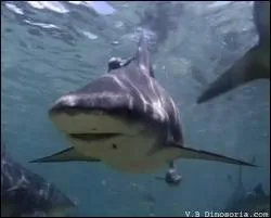 O peut-on rencontrer des requins-bouledogues ?