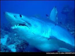Le requin mako est aussi appel ?