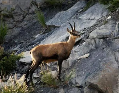 Quel est ce mammifre des Alpes ?