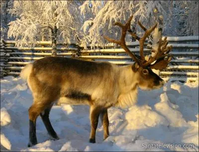 Est-ce bien lui qui tire le traneau du Pre Nol ?
