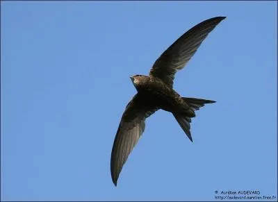 L'hirondelle de fentre et le martinet noir sont des oiseaux que l'on confond souvent. Celui que vous voyez sur la photo est...