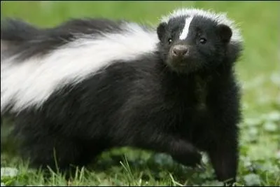 C'est une mouffette n'est-ce pas ?