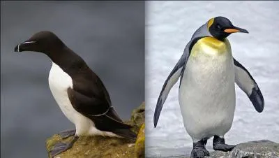 Est-ce le manchot ou le pingouin qui vit dans l'hmisphre nord ?