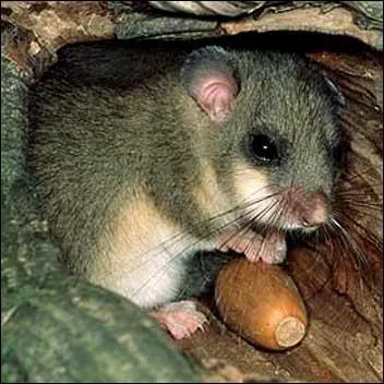 Si on dort comme lui, on dort profondment. Il s'agit du...