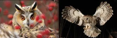 O est la chouette hulotte, o est le hibou moyen-duc ?