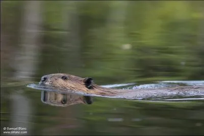 Comment diffrencie-t-on le castor du ragondin ?