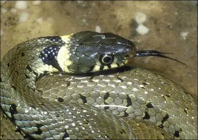 Sur cette photo, on peut admirer une couleuvre  collier.