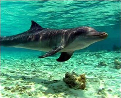 Que voyez-vous sur cette photo ?