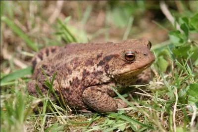 Regardez bien cette photo. Il s'agit bien d'une grenouille n'est-ce pas ?