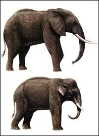 Quelles diffrences y a-t-il entre l'lphant d'Afrique et l'lphant d'Asie ?