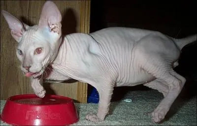 Une race de chat sans poil, un peu moins connue que le chat sphynx (qui lui aussi en est dpourvu), je suis le: