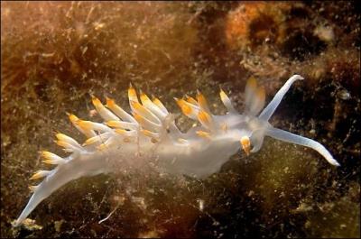Petit mollusque nudibranche marin, je respire par la peau puisque je n'ai pas de branchies, je suis la: