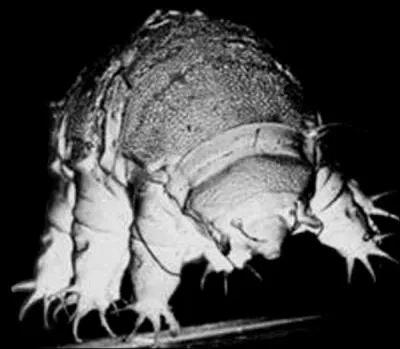 Incroyablement rsistant, je suis par exemple capable de rsister aussi bien  des tempratures de plus de 100 C que de -200C, je suis le: