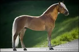 Je suis un poney originaire du Tyrol et je suis trs fort, je suis...