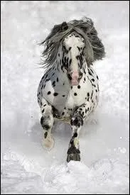 Je suis un cheval d'origine amricaine et je suis trs utilis pour l'quitation western, je suis...