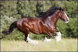 Je suis un cheval de trait originaire d'Angleterre et je suis trs grand, je suis...