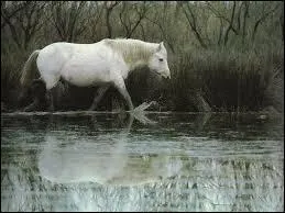 Je suis originaire du Sud de la France et je vis dans les marais o je suis mont par les gardians pour les aider  garder les taureaux, je suis...