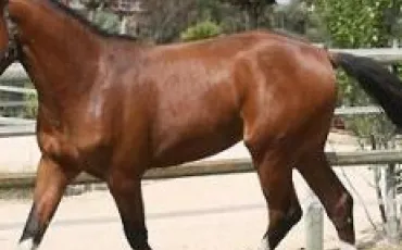 Quiz Galop 3