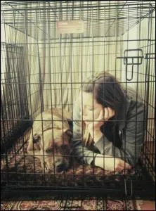 Je suis un pitbull ; mes matres, Jessica Biel et Justin Timberlake, me promnent souvent en compagnie de mes autres frres et soeurs. Quel est mon nom ?