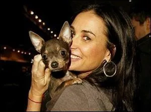 Je suis l'un des nombreux chihuahuas de la merveilleuse actrice Demi Moore. Je suis le plus fonc de tous. Comment ma matresse m'a-t-elle appel ?