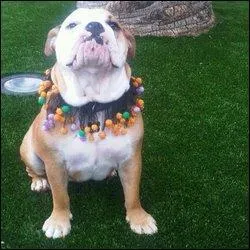 Je suis un bulldog ; je suis le chien de la clbre famille Beckham. Comment ont-ils choisi de me nommer ?