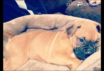 Je suis un boxer ; ma matresse est la talentueuse chanteuse Jennifer Lopez. Comment m'appelle-t-elle ?