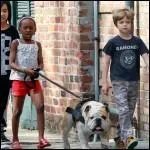 Je suis un bouledogue anglais ; mes matres sont le clbre couple Brad Pitt, Angelina Jolie ; les enfants adorent me promener. Quel est mon nom ?