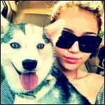 Je suis un chien dont la race est encore trs rare, un Alaskan Klee Kai. Je suis l'heureux compagnon de la pop star Miley Cyrus. Selon toi, comment m'a-t-elle appel ?