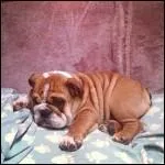 Je suis un bouledogue anglais et je suis partout mon matre le pilote Lewis Hamilton mme dans ses circuits. Dis-moi comment je m'appelle.