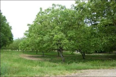 Comment nomme-t-on un verger de noyers ?